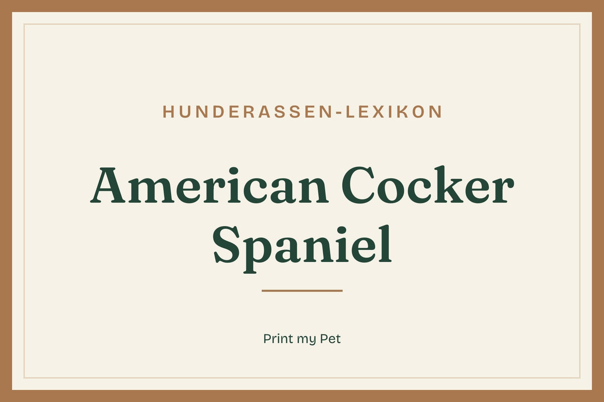 Titelgrafik Hunderassen-Lexikon: American Cocker Spaniel