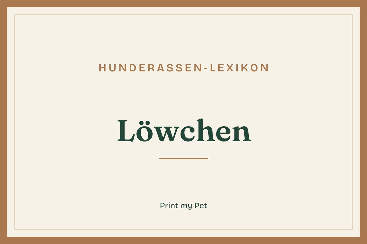 Titelgrafik Hunderassen-Lexikon: Löwchen