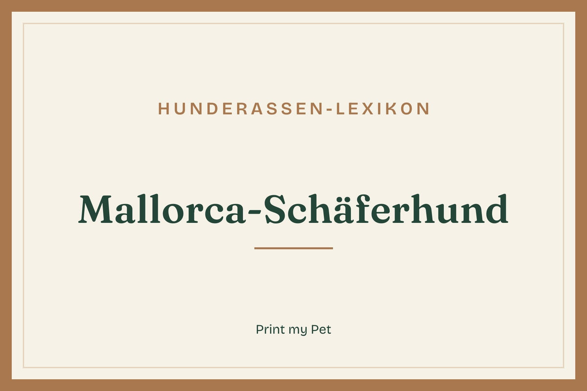 Titelgrafik Hunderassen-Lexikon: Mallorca-Schäferhund