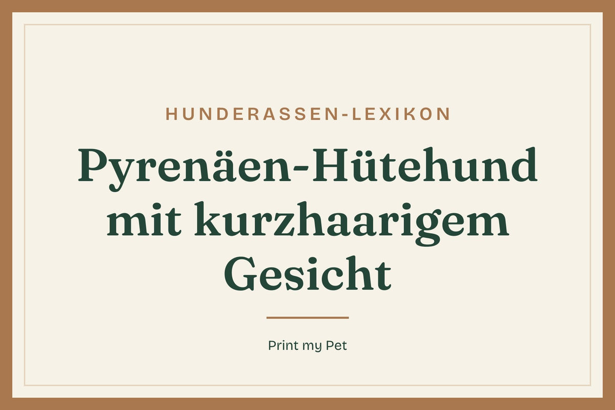 Titelgrafik Hunderassen-Lexikon: Pyrenäen-Hütehund mit kurzhaarigem Gesicht