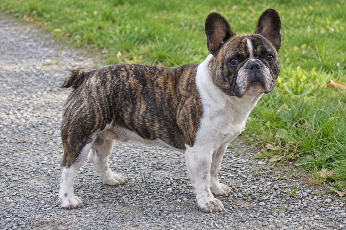 Französische Bulldogge, gestromt-weiß, auf einem Parkweg