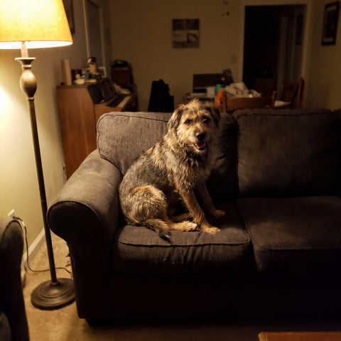 Unscharfes, dunkles Handyfoto eines Terrier-Mischlings auf dem Sofa (Vorher)