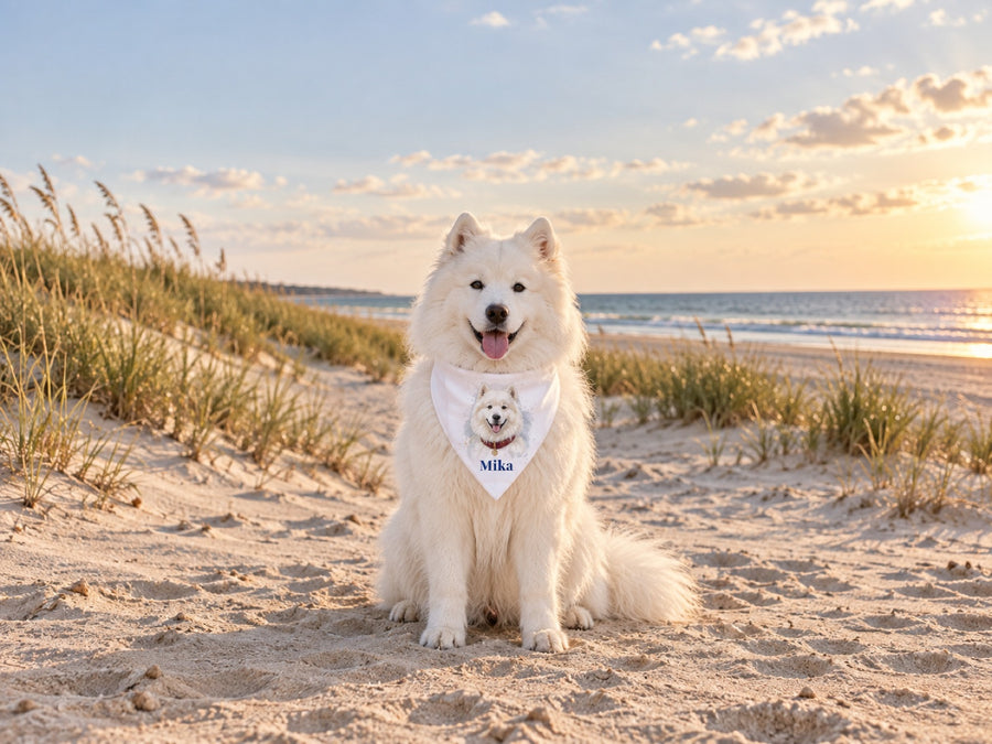 Samojede trägt Halstuch mit eigenem Portrait und Namen Mika am Strand