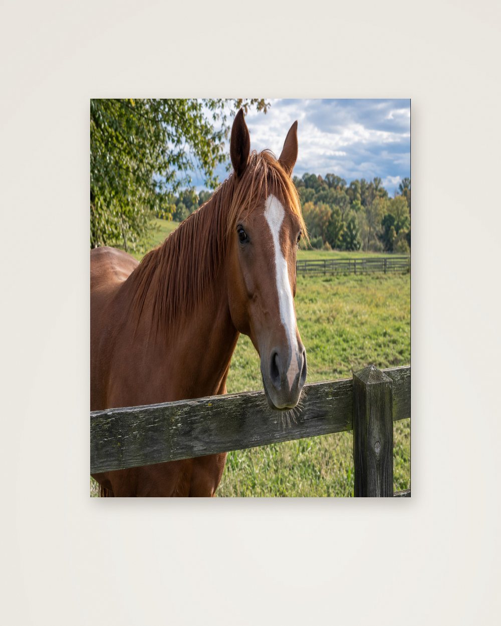 Pferdeportrait als Original als Poster, Beispiel