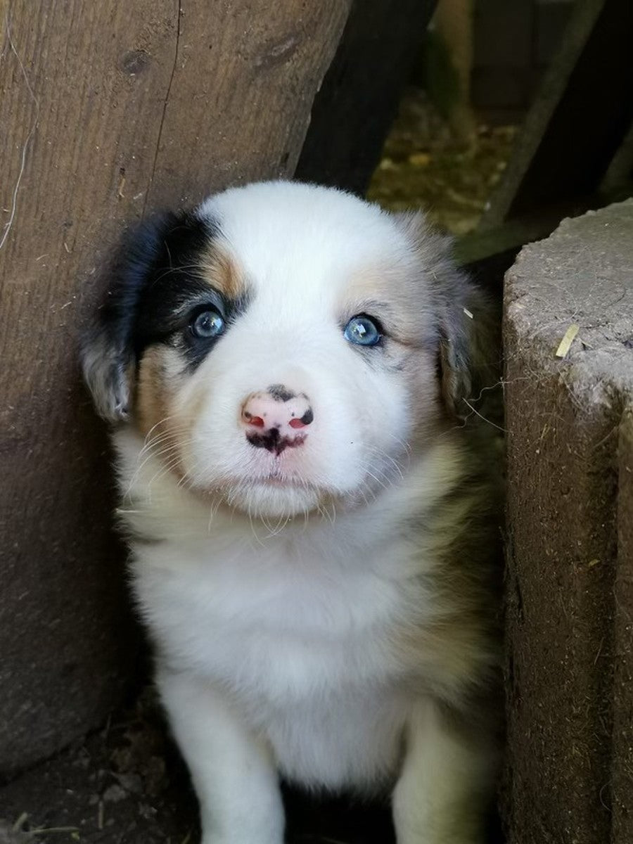 Sheddy als Welpe mit blauen Augen und rosa gefleckter Nase