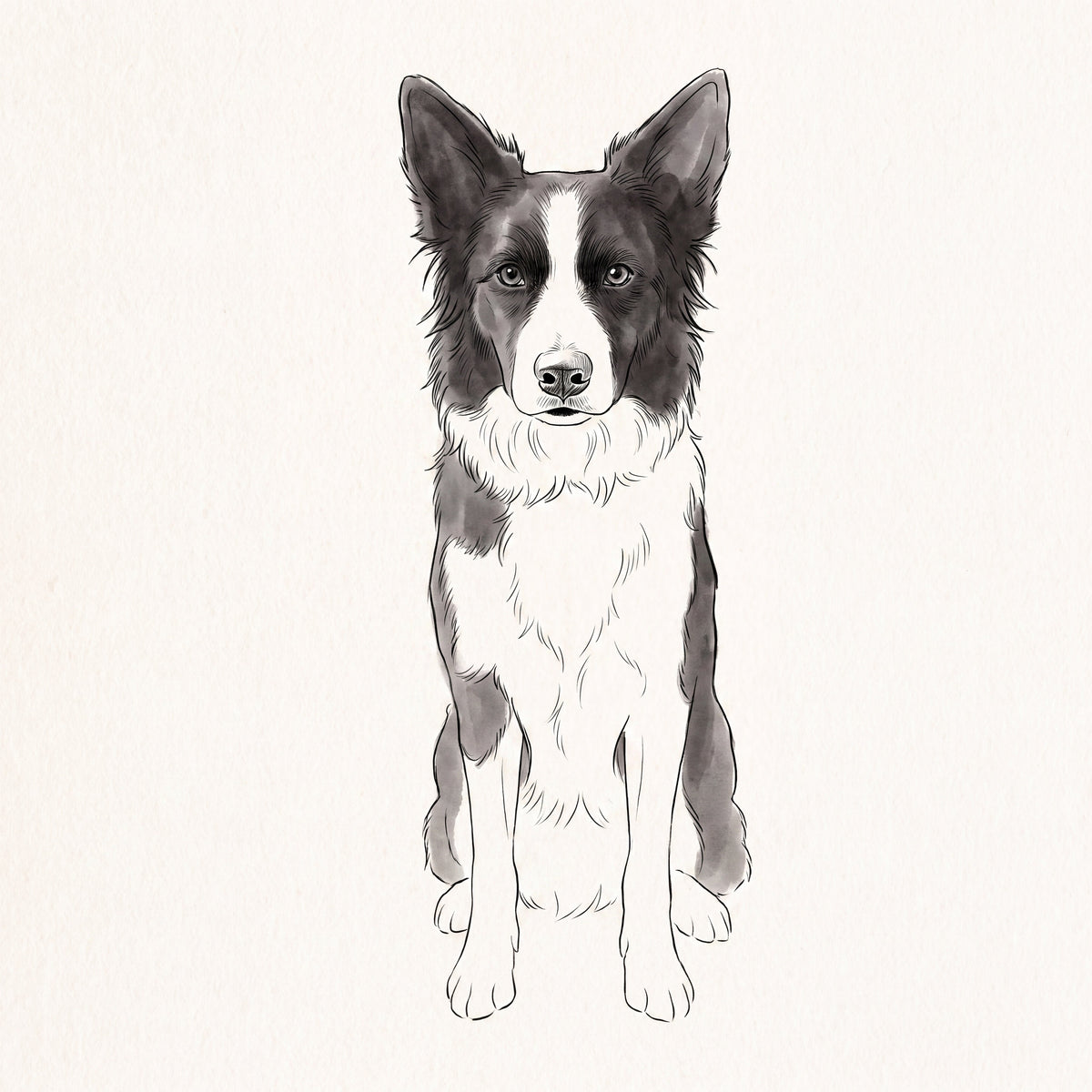 Border Collie als Line-Art